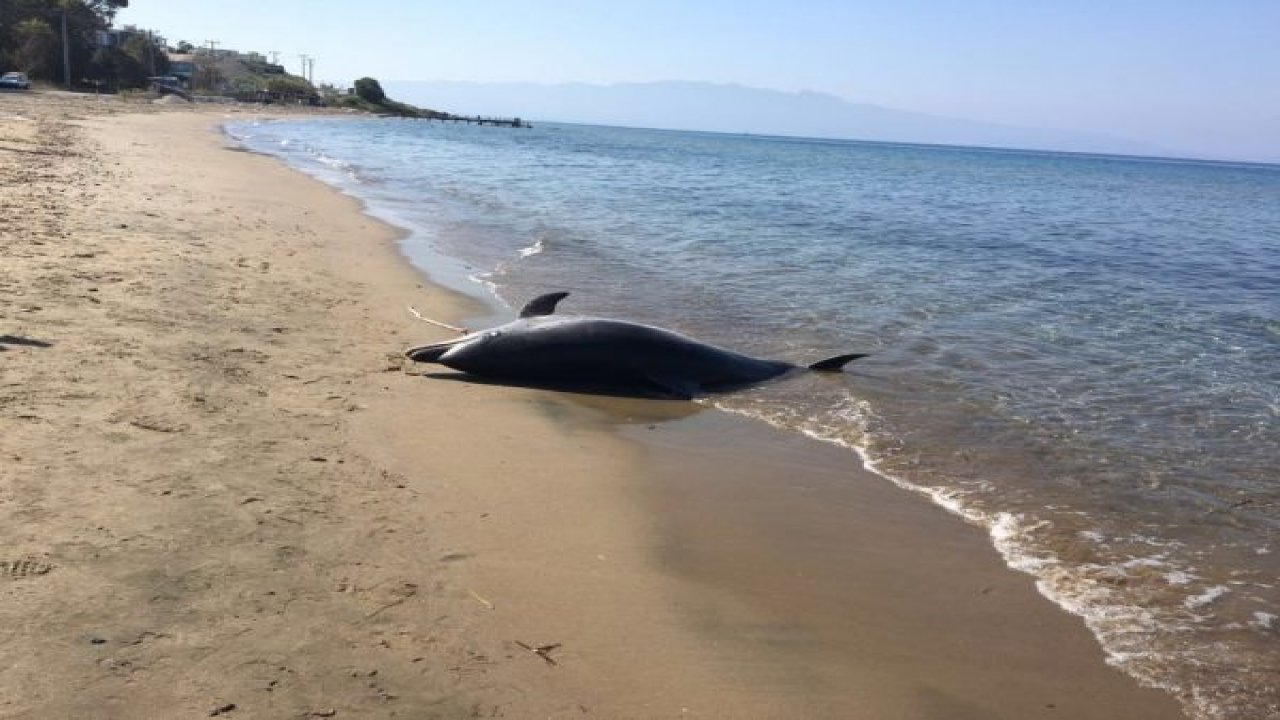 Bodrum sahilinde şok eden görüntü