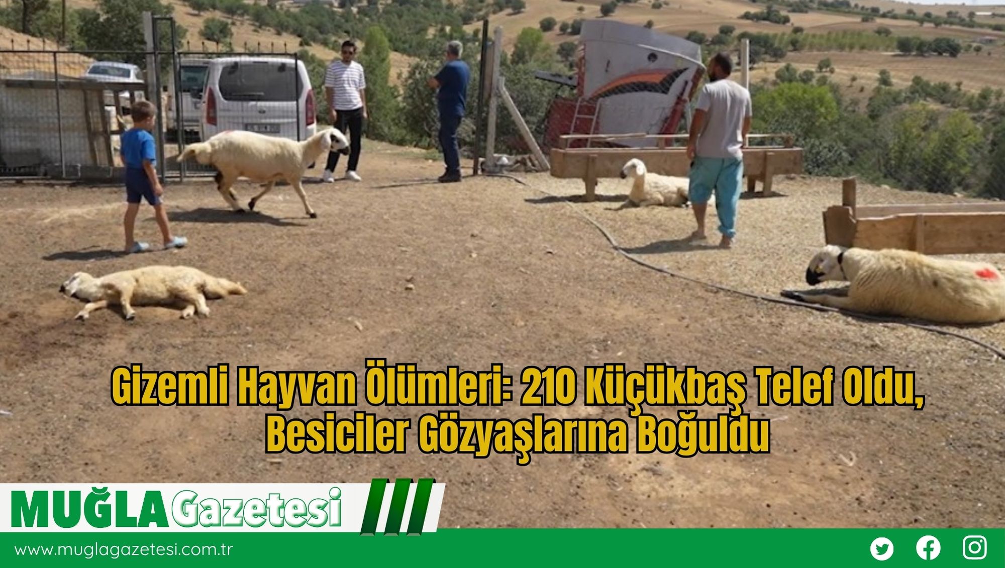 Gizemli Hayvan Ölümleri: 210 Küçükbaş Telef Oldu, Besiciler Gözyaşlarına Boğuldu
