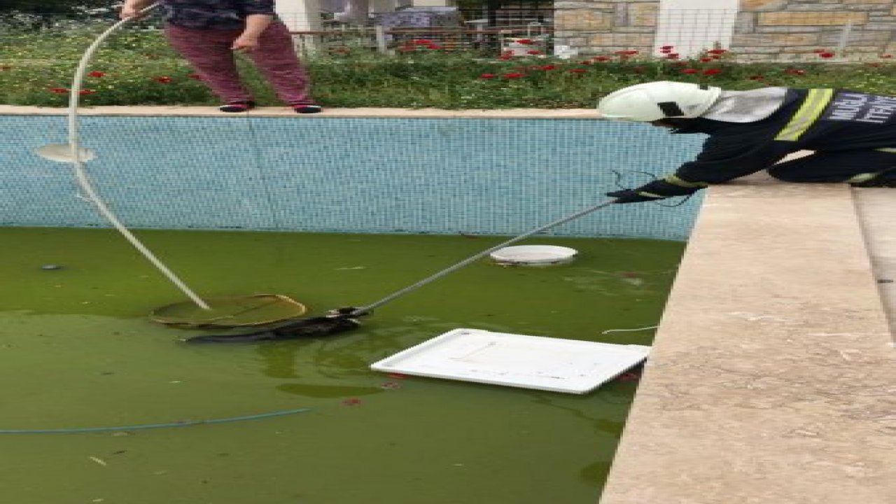 Havuza düşen kedi kurtarıldı