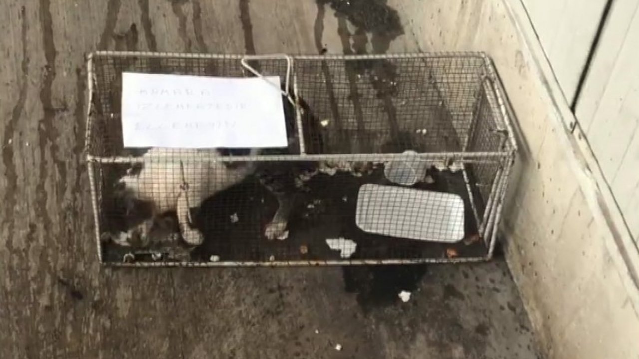 Markete giren kediyi kafese hapsettiler