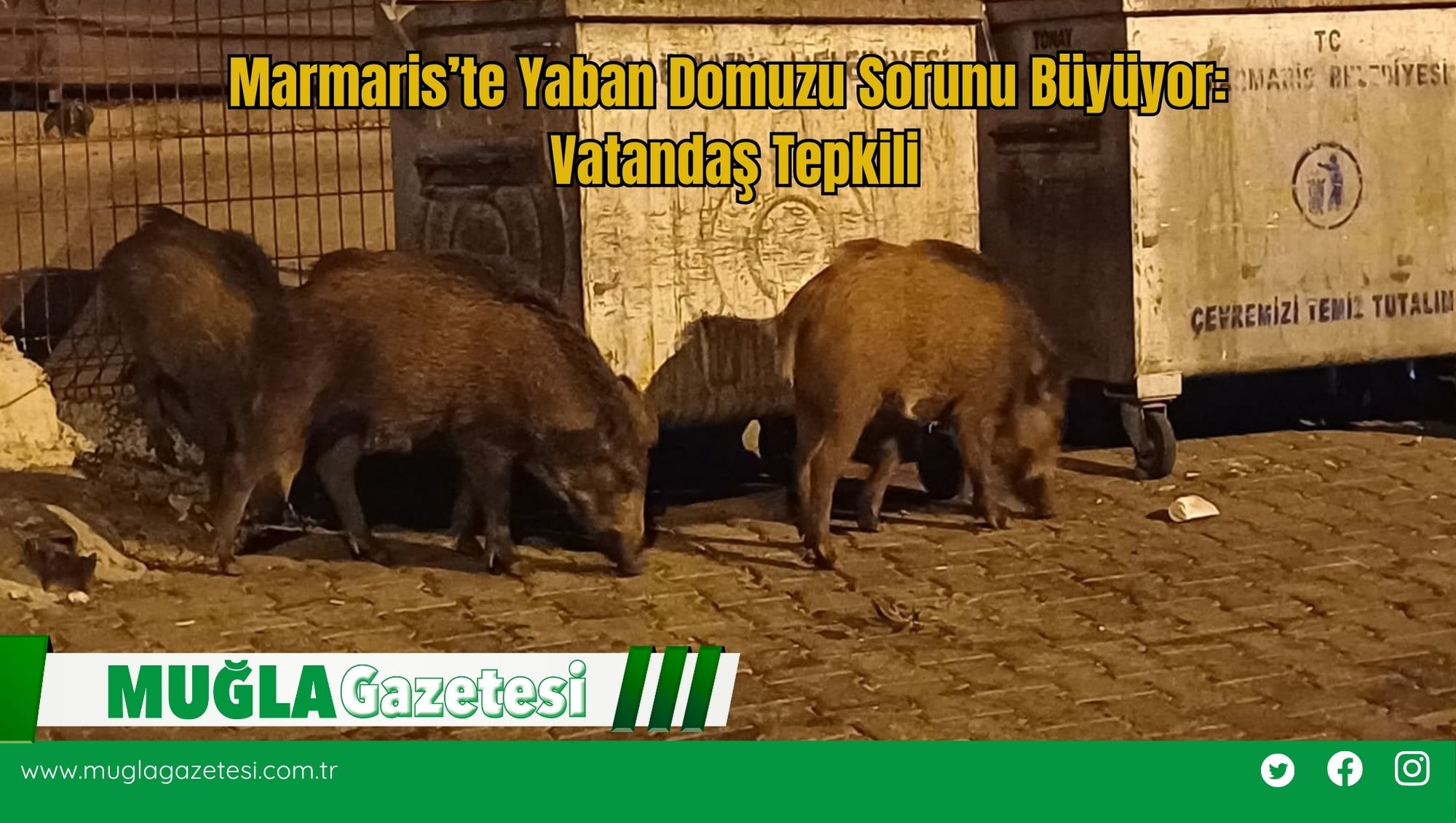 Marmaris’te Yaban Domuzu Sorunu Büyüyor: Vatandaş Tepkili