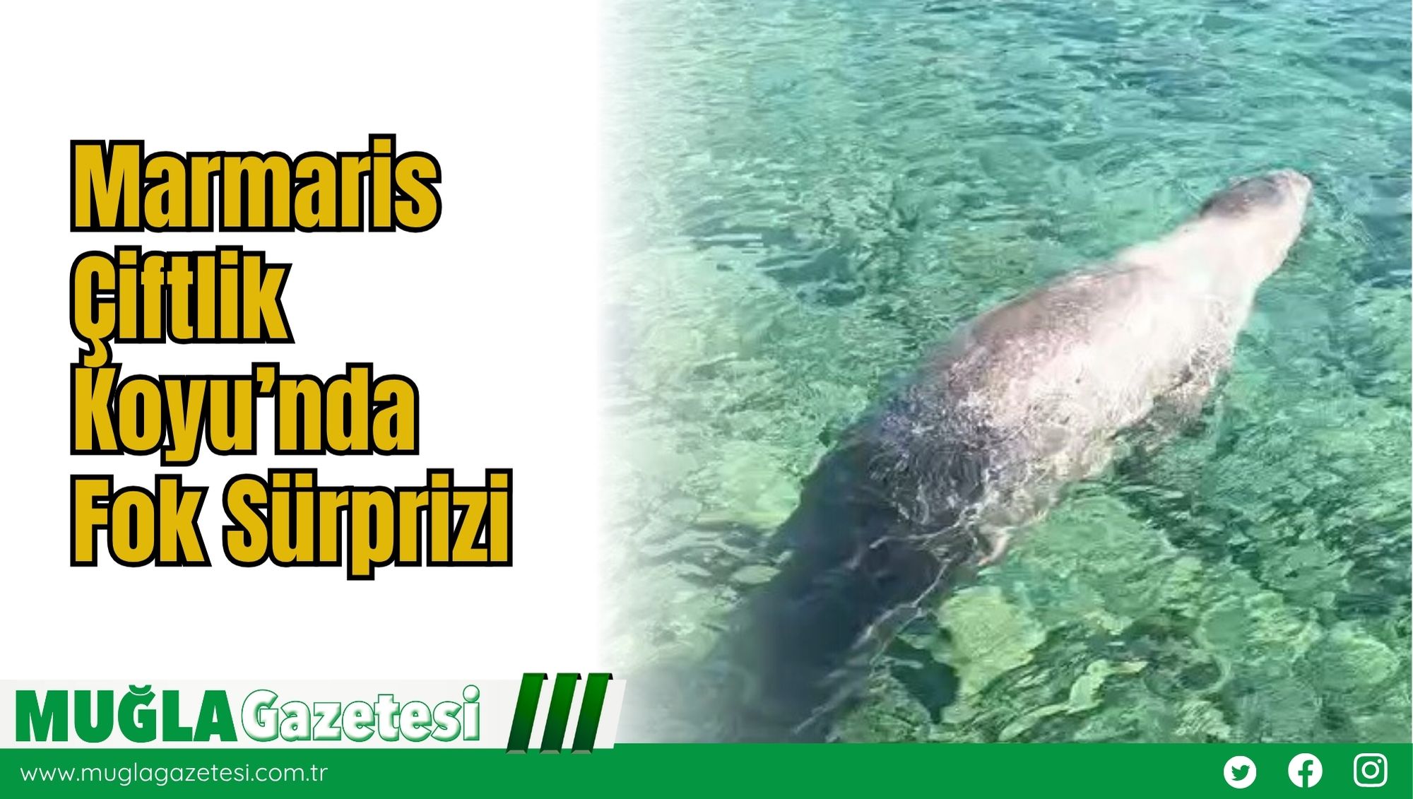 Marmaris Çiftlik Koyu’nda Fok Sürprizi