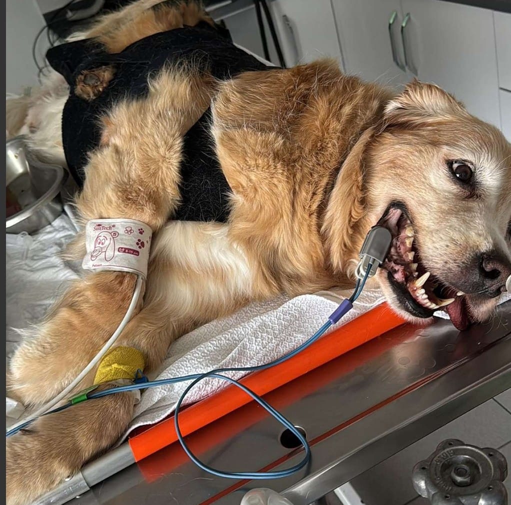 Muğla'da Çinko 12 Günlük Yaşam Savaşını Kaybetti