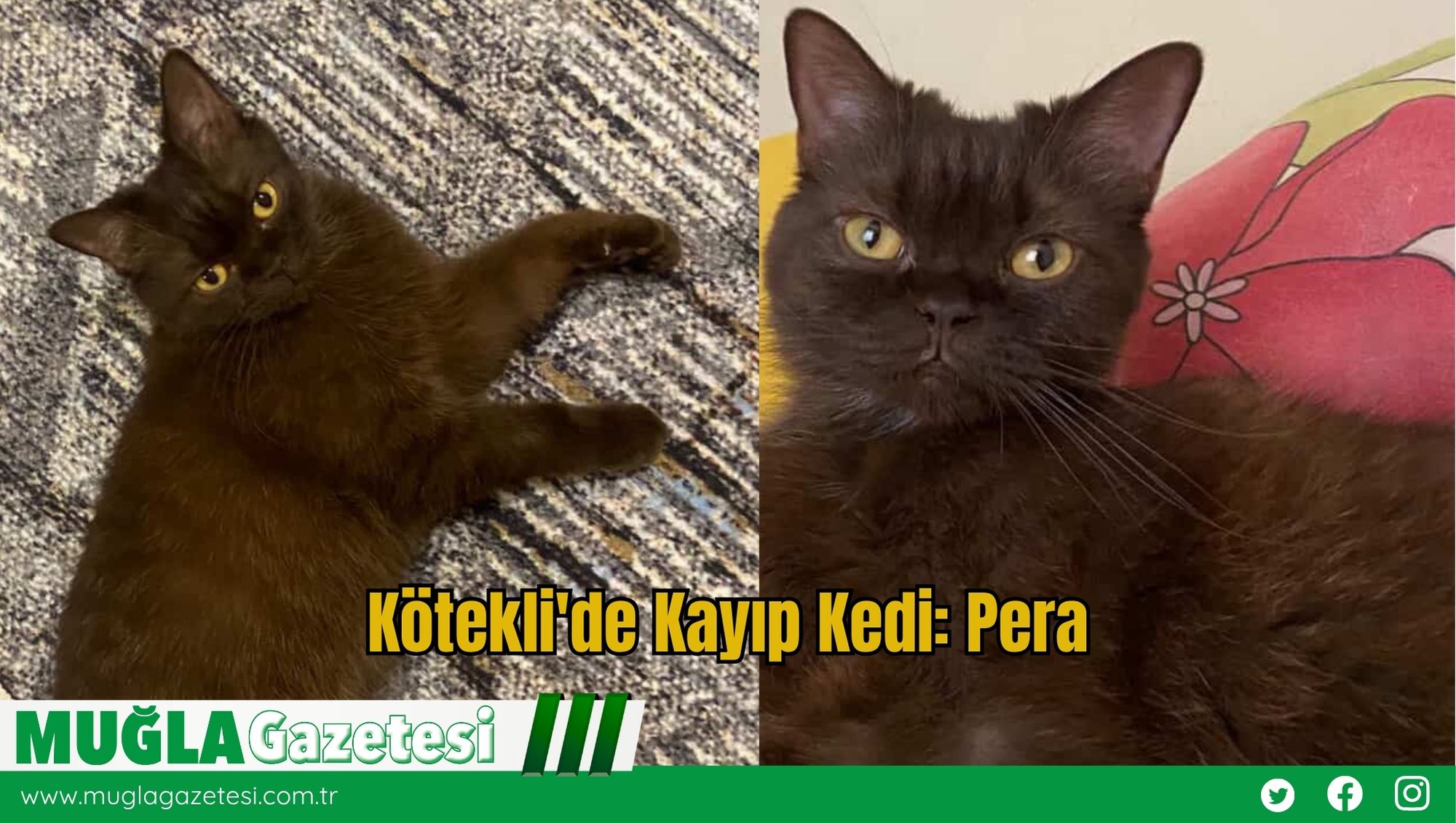 Kötekli'de Kayıp Kedi: Pera