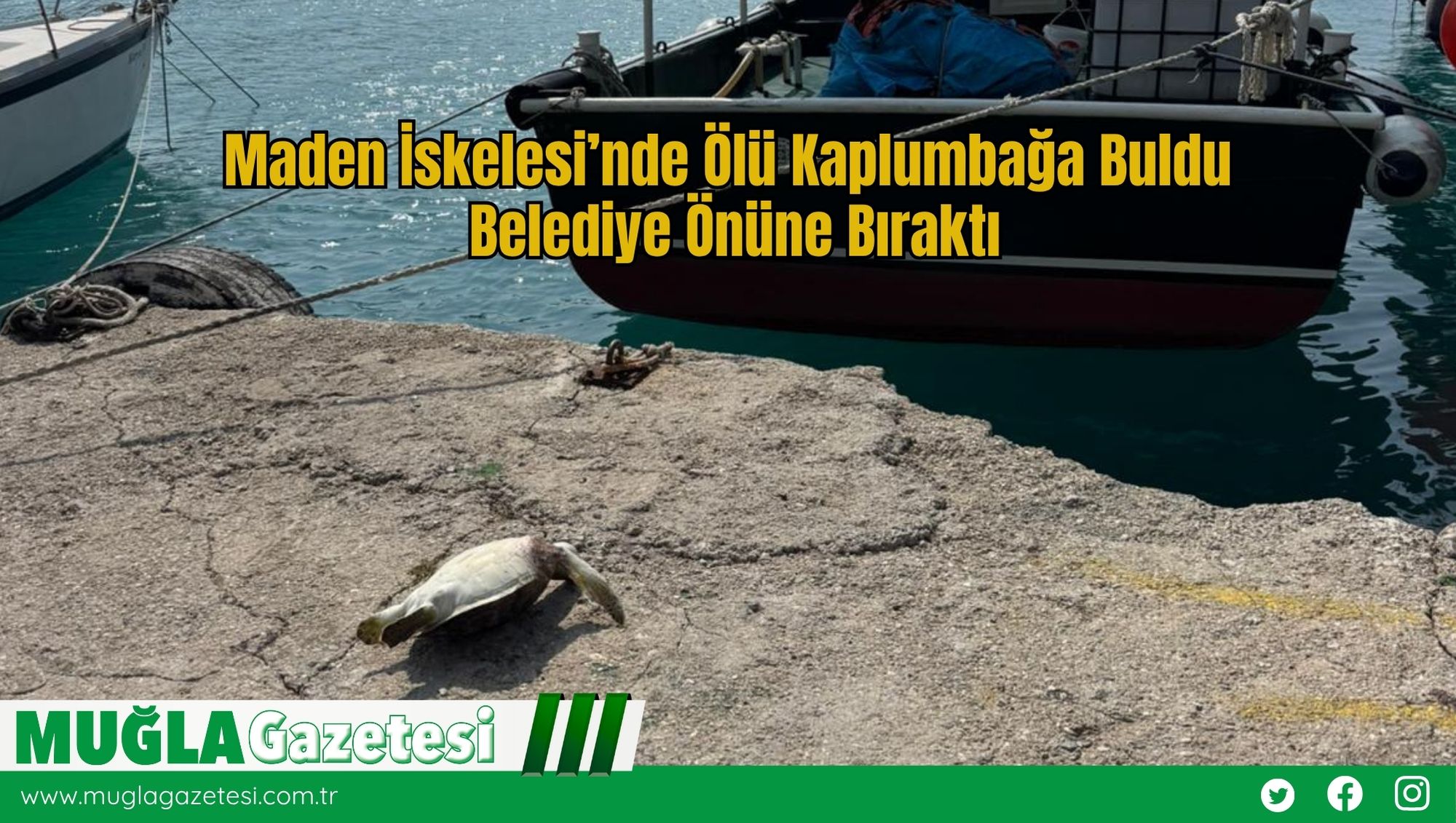 Maden İskelesi’nde Ölü Kaplumbağa Buldu, Belediye Önüne Bıraktı