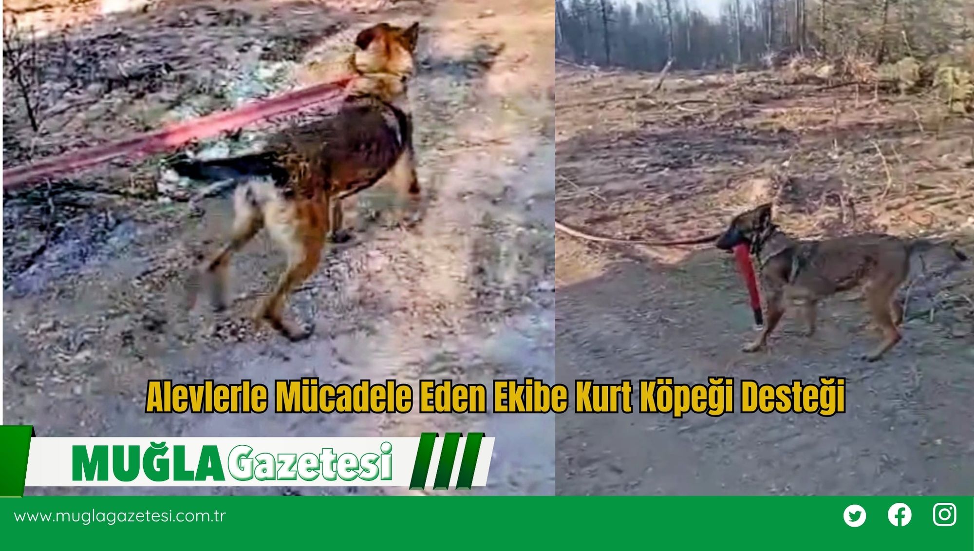 Alevlerle Mücadele Eden Ekibe Kurt Köpeği Desteği