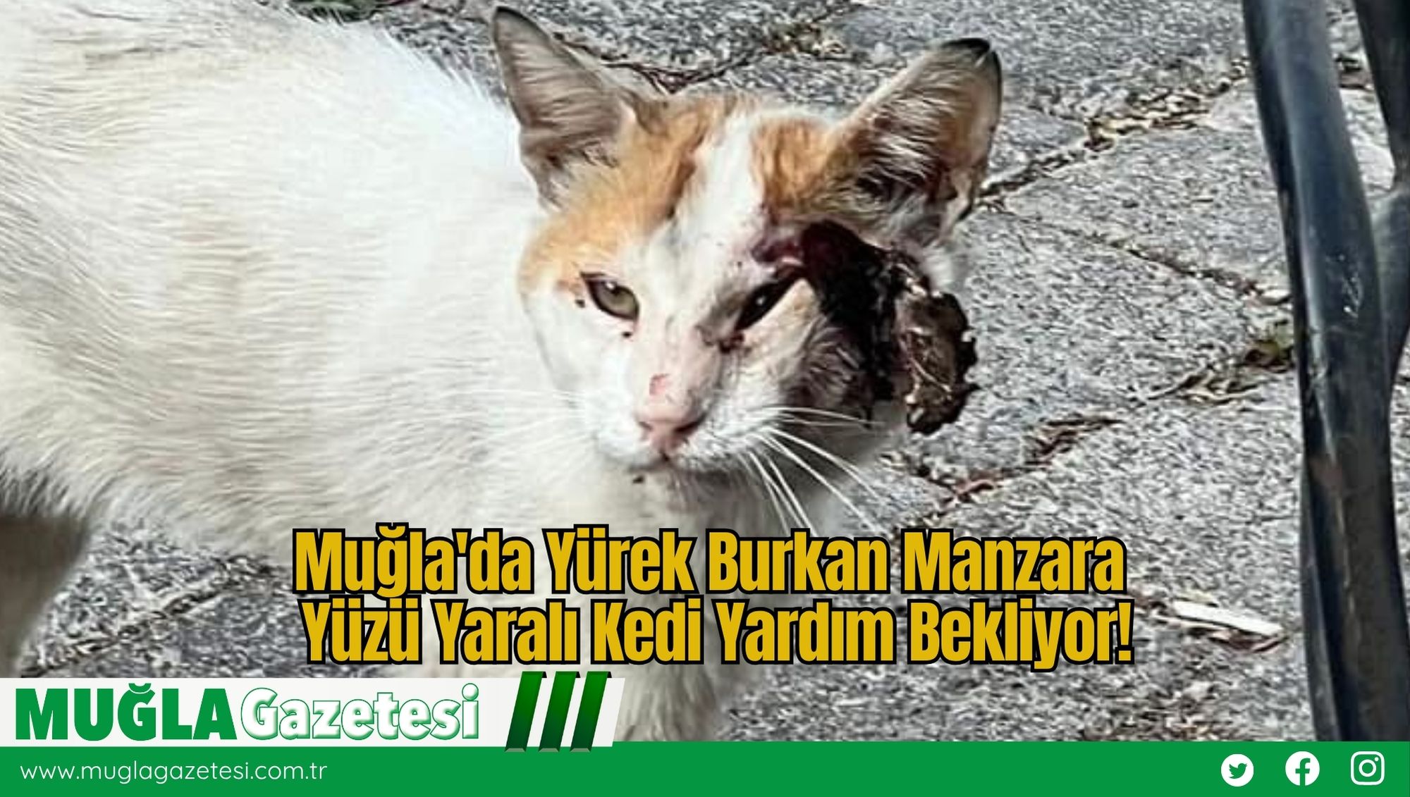 Muğla'da Yürek Burkan Manzara: Yüzü Yaralı Kedi Yardım Bekliyor