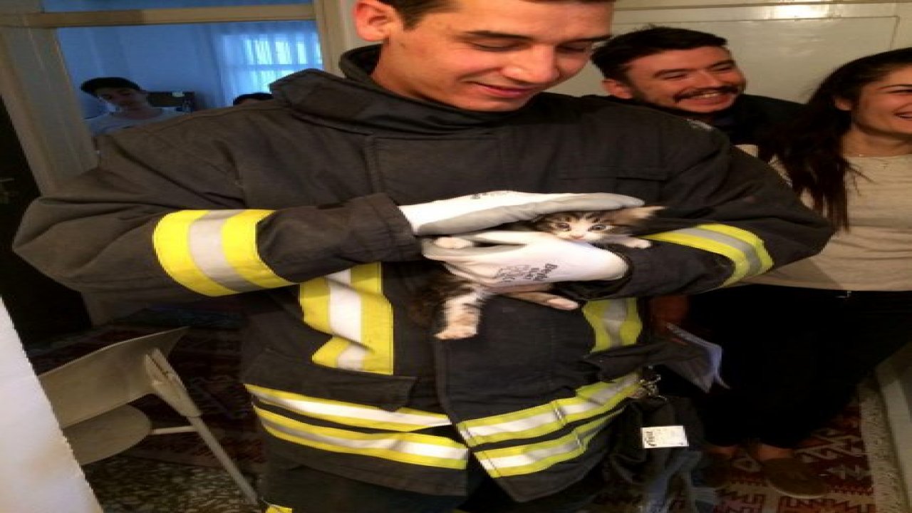 Minik kedi için seferber oldular