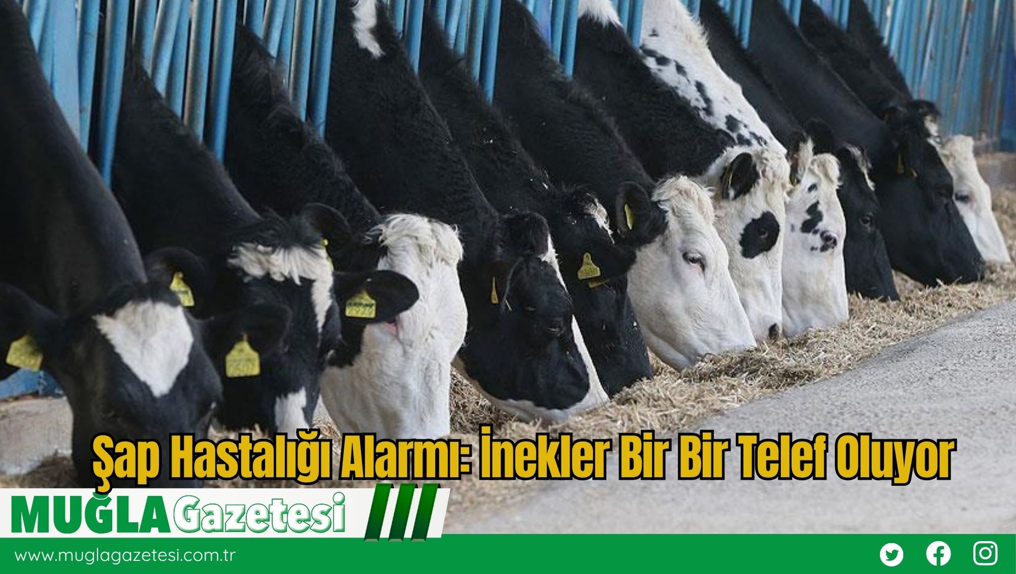 Şap Hastalığı Alarmı: İnekler Bir Bir Telef Oluyor