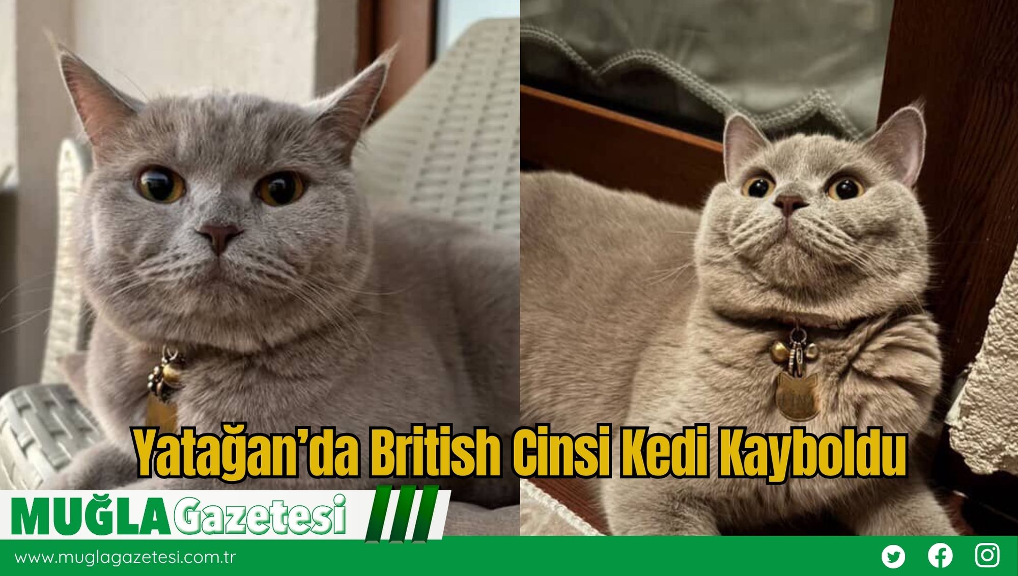 Yatağan’da British Cinsi Kedi Kayboldu