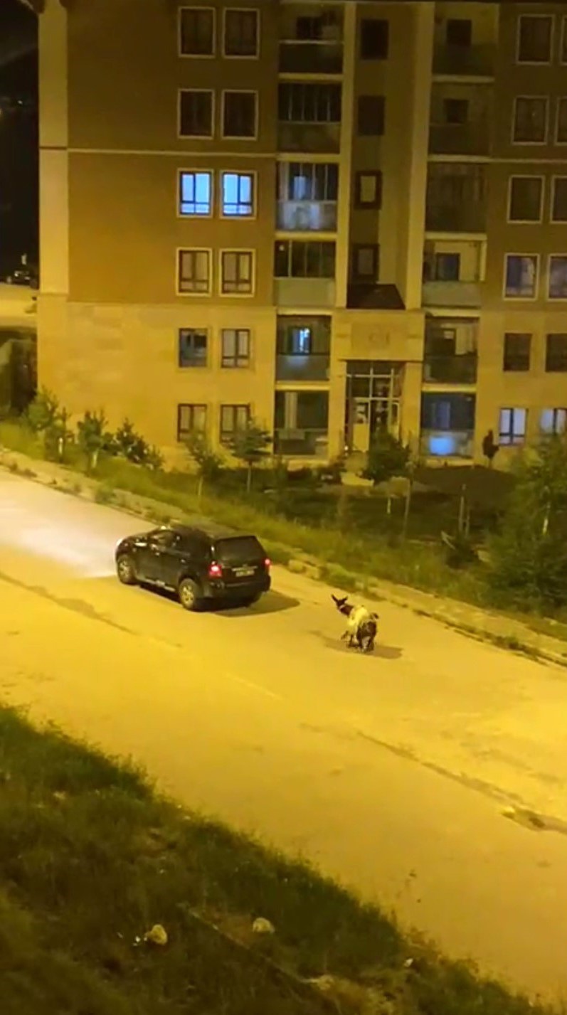 Vicdansızlık Kamerada: Eşeği Arabaya Bağlayıp Sürüklediler