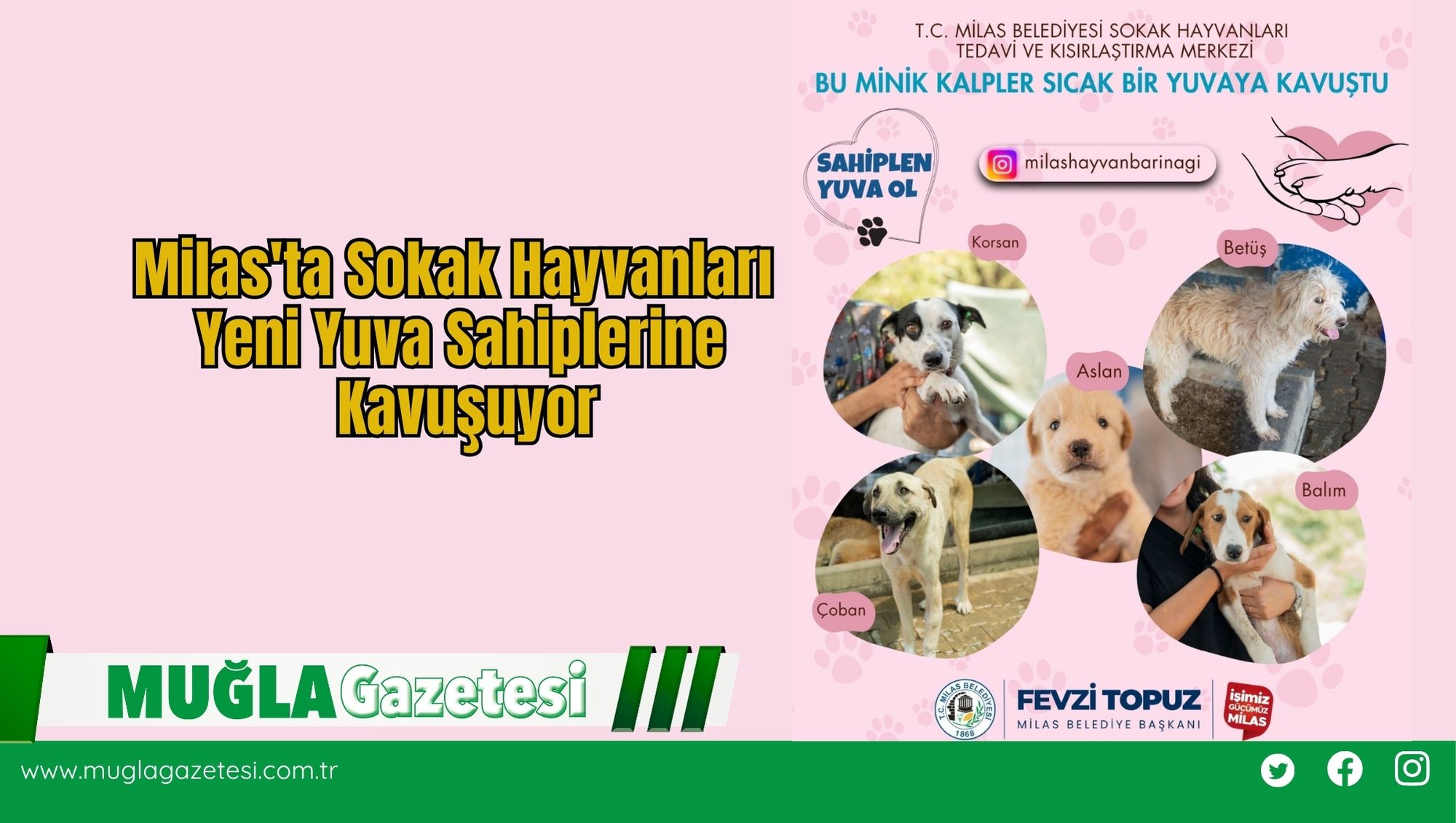Milas'ta Sokak Hayvanları Yeni Yuva Sahiplerine Kavuşuyor