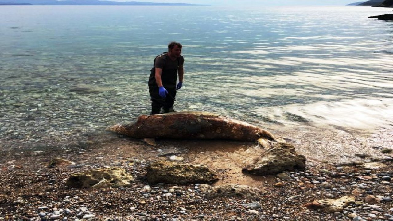 Ölü Akdeniz foku kıyıya vurdu