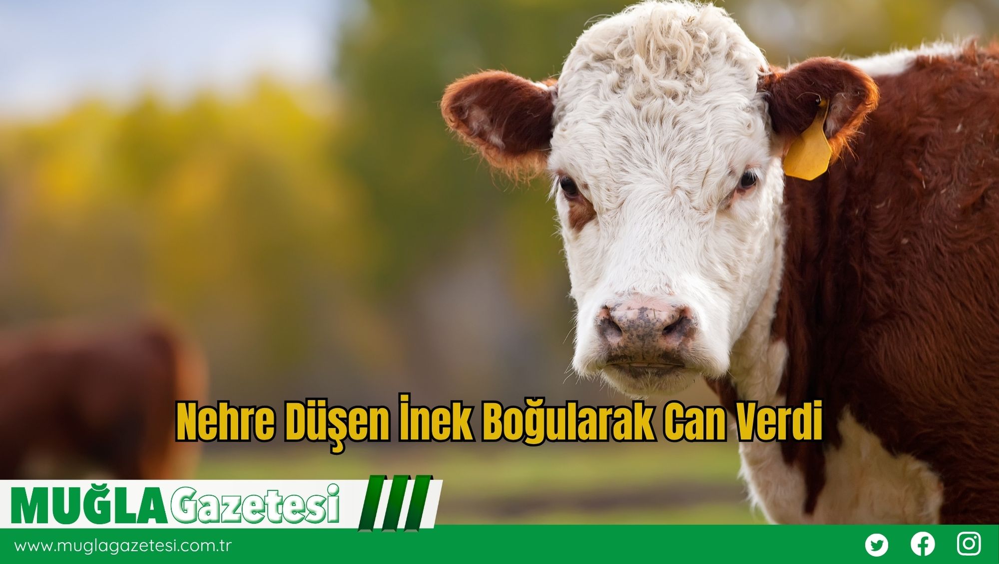 Nehre Düşen İnek Boğularak Can Verdi