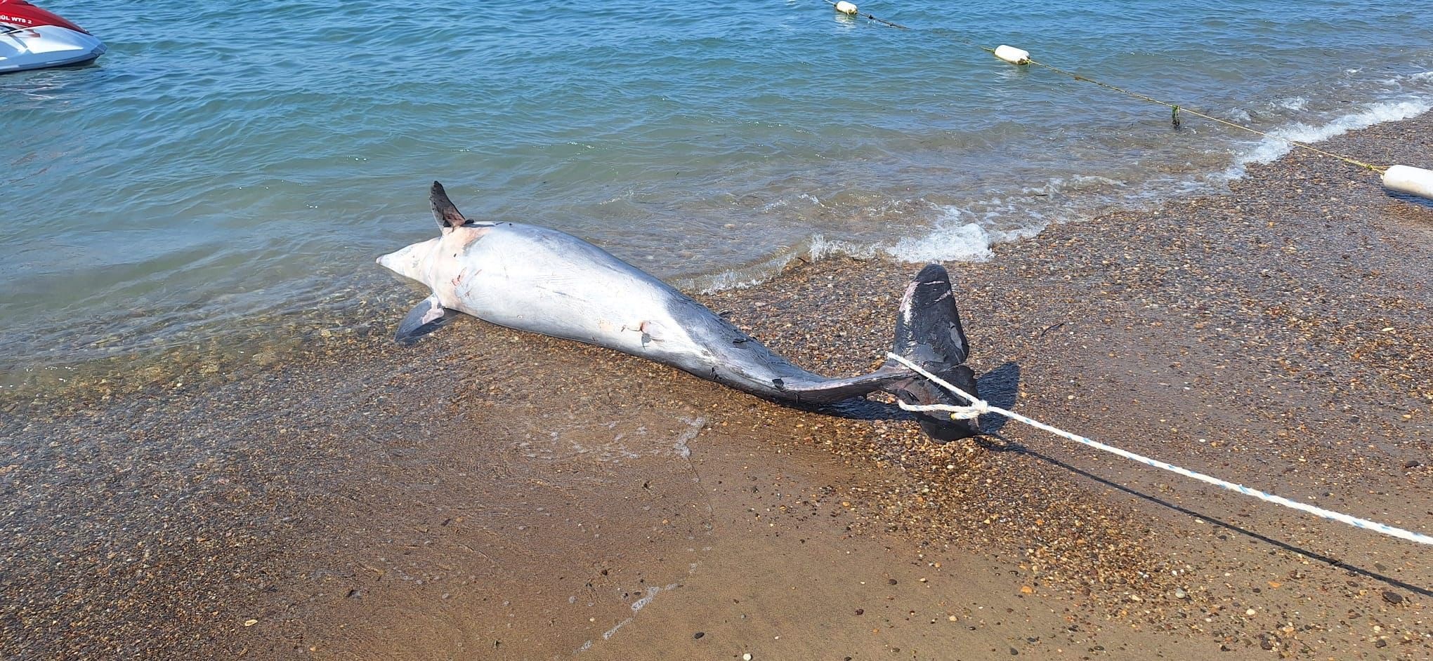 Muğla'da Ölü Yunus Bulundu