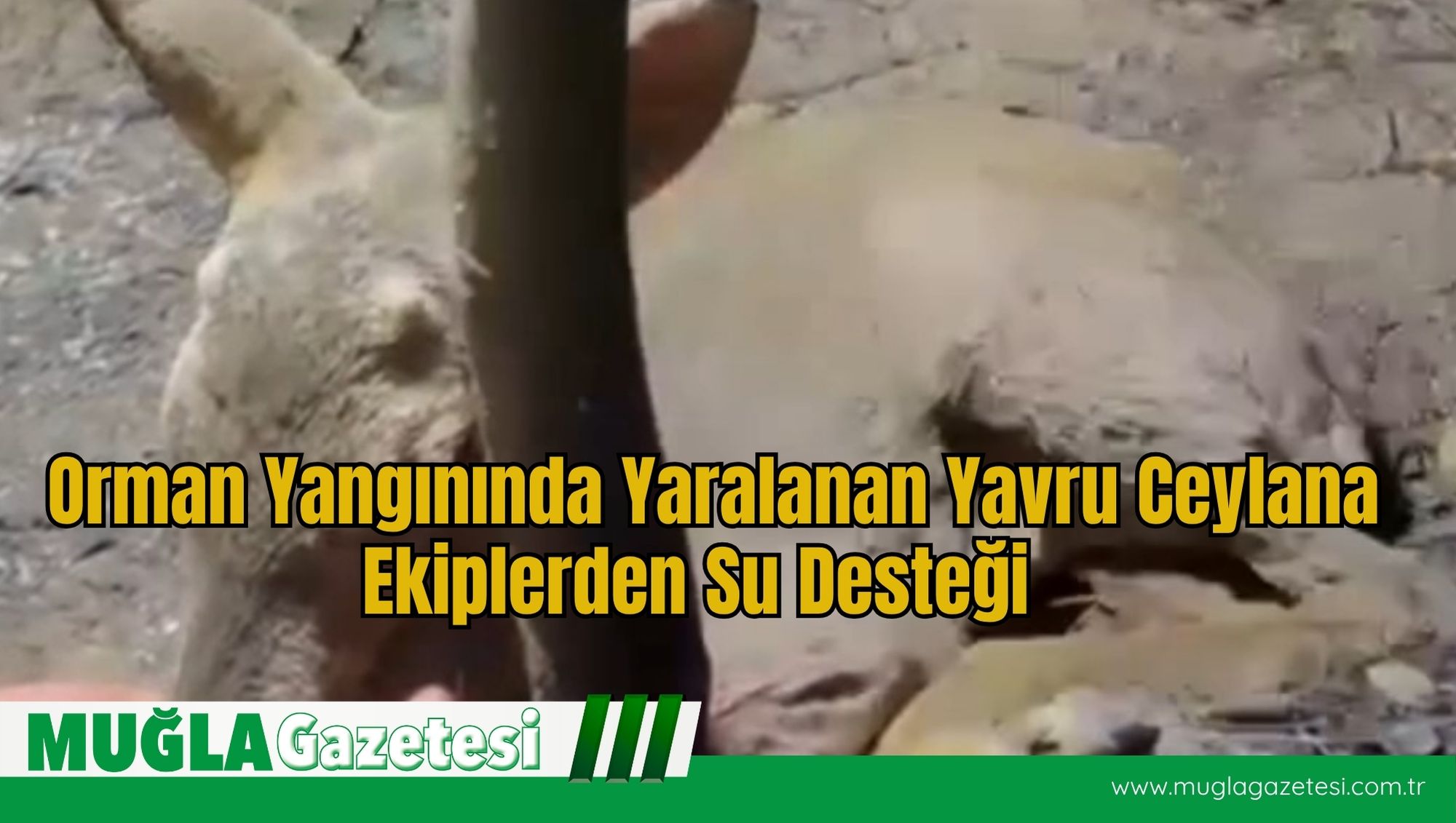 Orman Yangınında Yaralanan Yavru Ceylana Ekiplerden Su Desteği