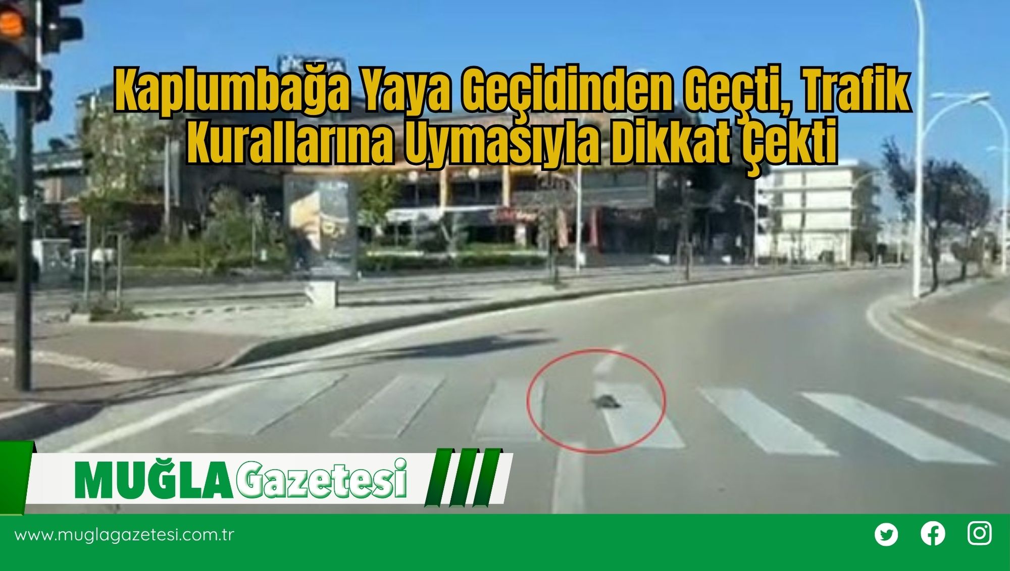 Kaplumbağa Yaya Geçidinden Geçti, Trafik Kurallarına Uymasıyla Dikkat Çekti