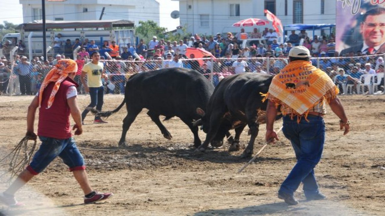 Boğalar Milas’ta Bafa Zeytinspor yararına güreşecek