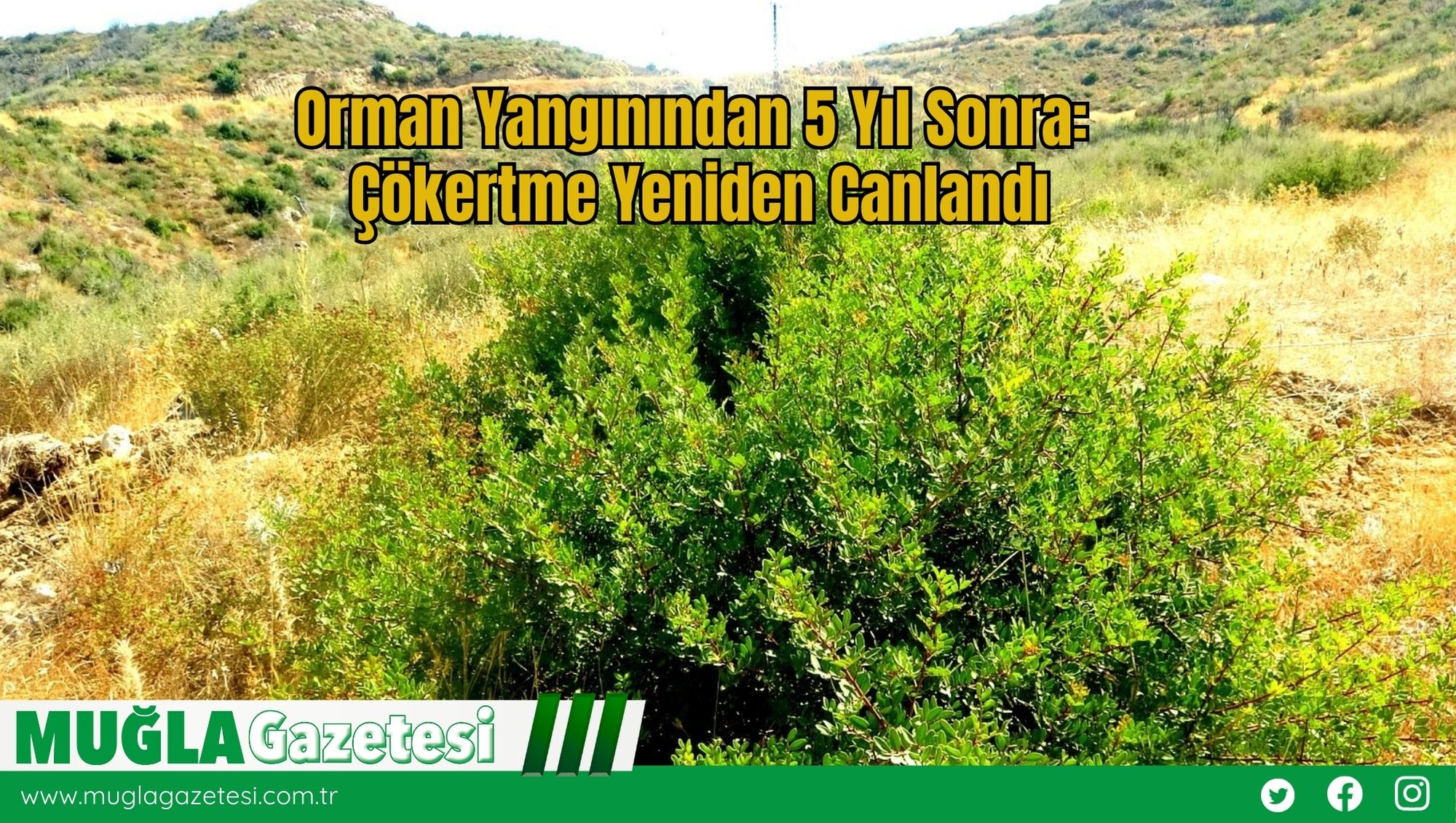 Orman Yangınından 5 Yıl Sonra: Çökertme Yeniden Canlandı