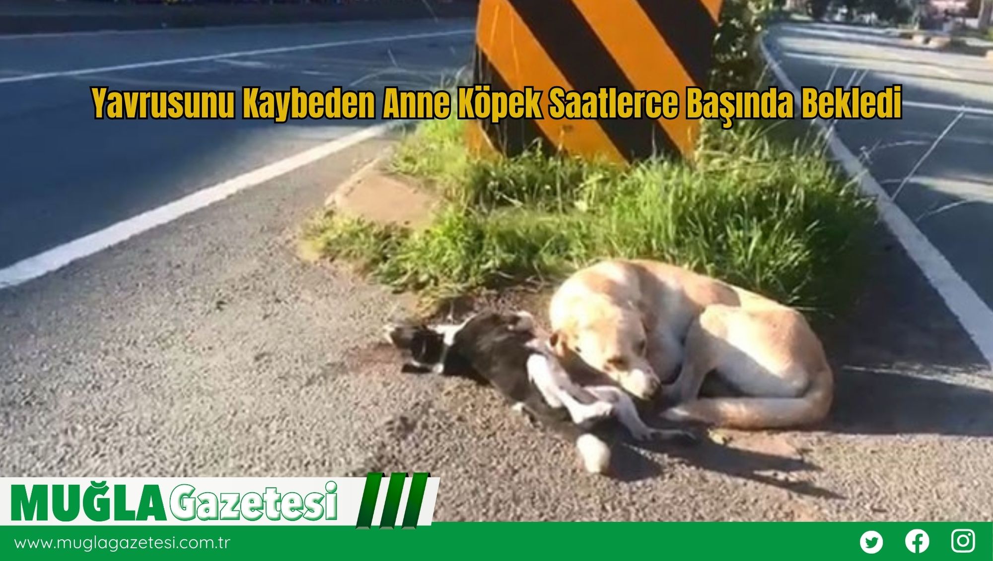 Yavrusunu Kaybeden Anne Köpek Saatlerce Başında Bekledi