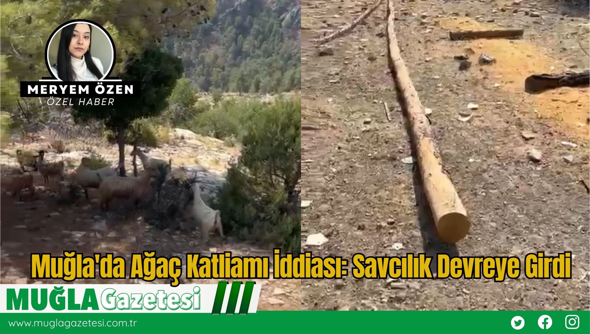 Muğla'da Ağaç Katliamı İddiası: Savcılık Devreye Girdi