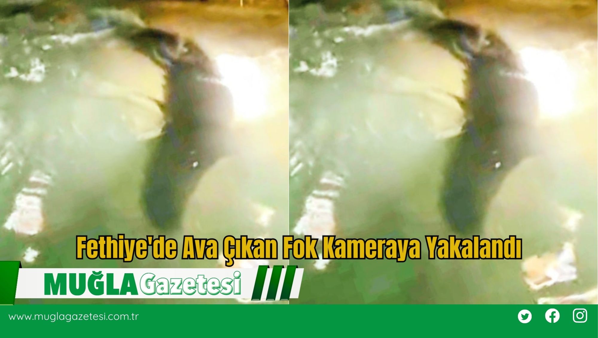 Fethiye'de Ava Çıkan Fok Kameraya Yakalandı