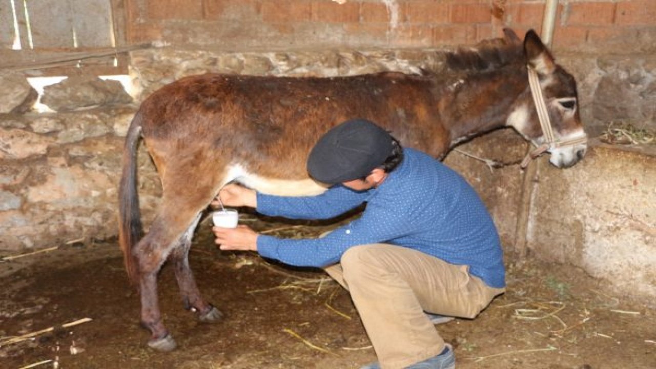 Eşek sütüne yoğun ilgi