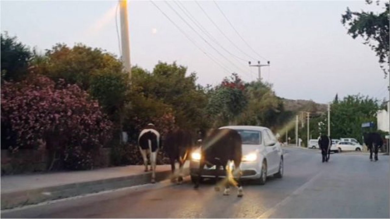 Hindistan değil Bodrum