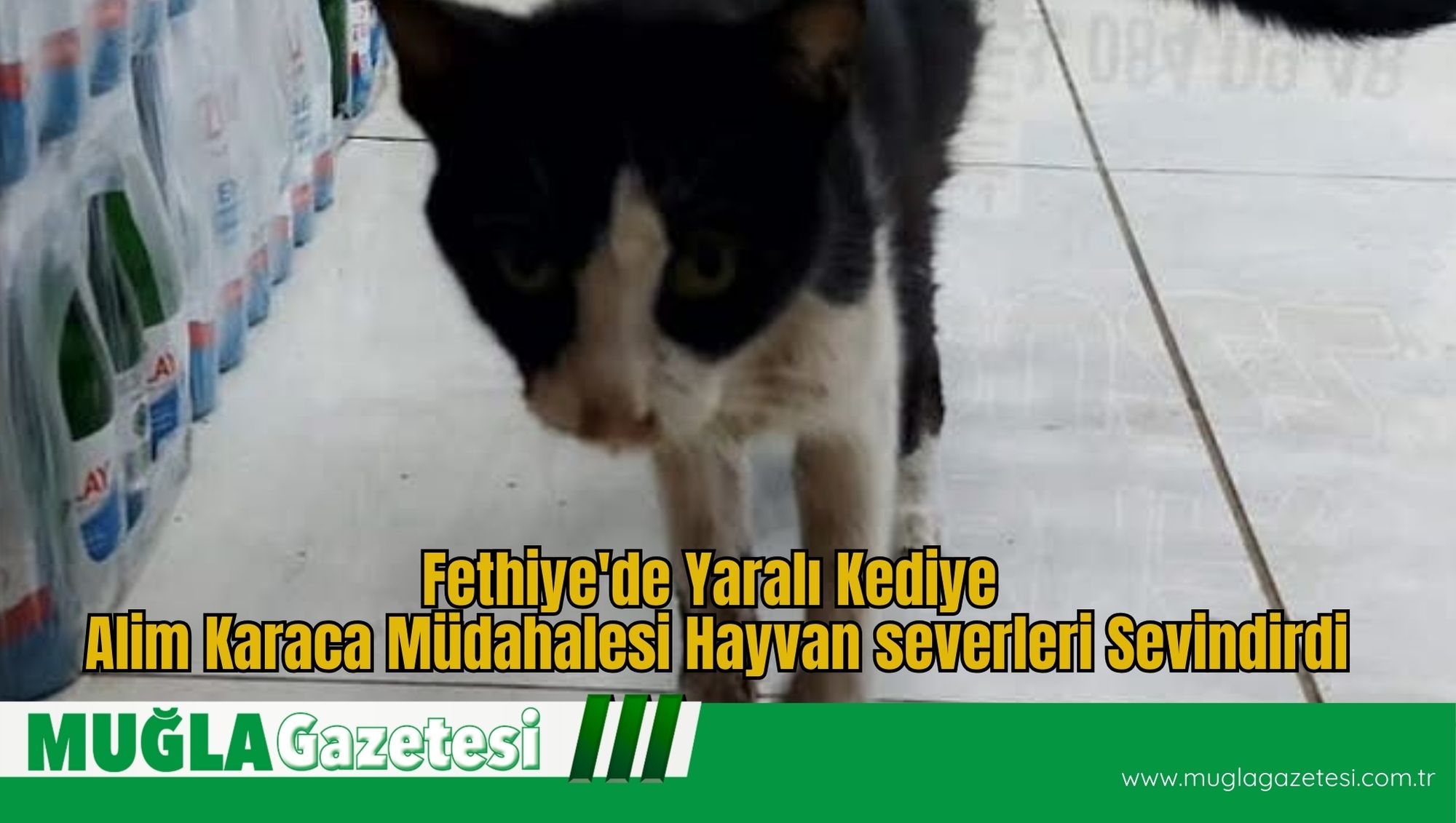 Fethiye'de Yaralı Kediye Alim Karaca Müdahalesi: Hayvanseverleri Sevindirdi