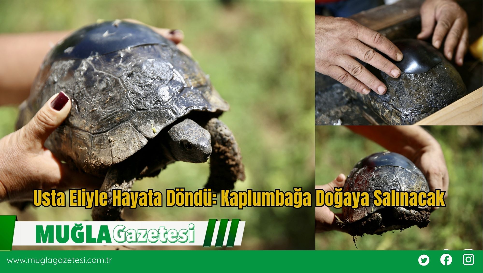 Usta Eliyle Hayata Döndü: Kaplumbağa Doğaya Salınacak