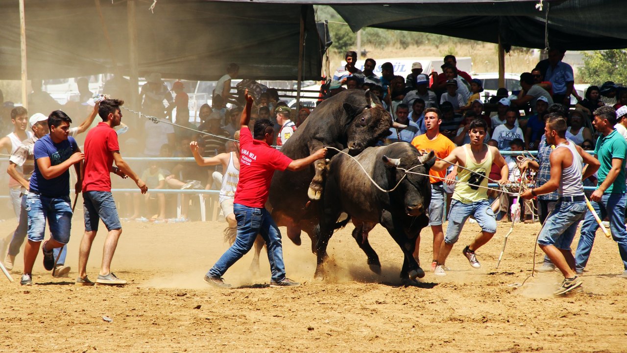 Boğalar arenaya sığmadı