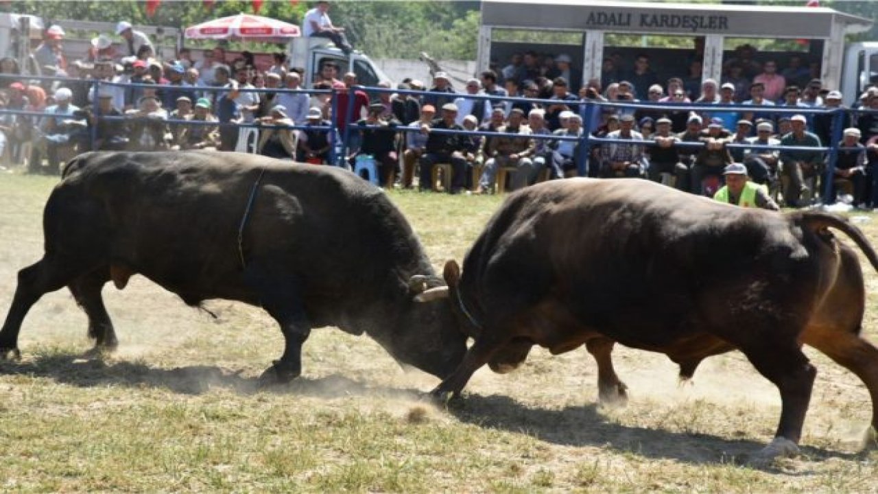 Boğa Güreşi Festivali