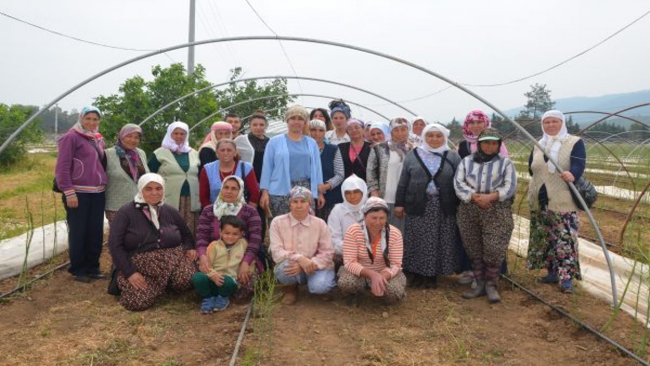 Muğla’nın yenilebilir otları tanıtılıyor