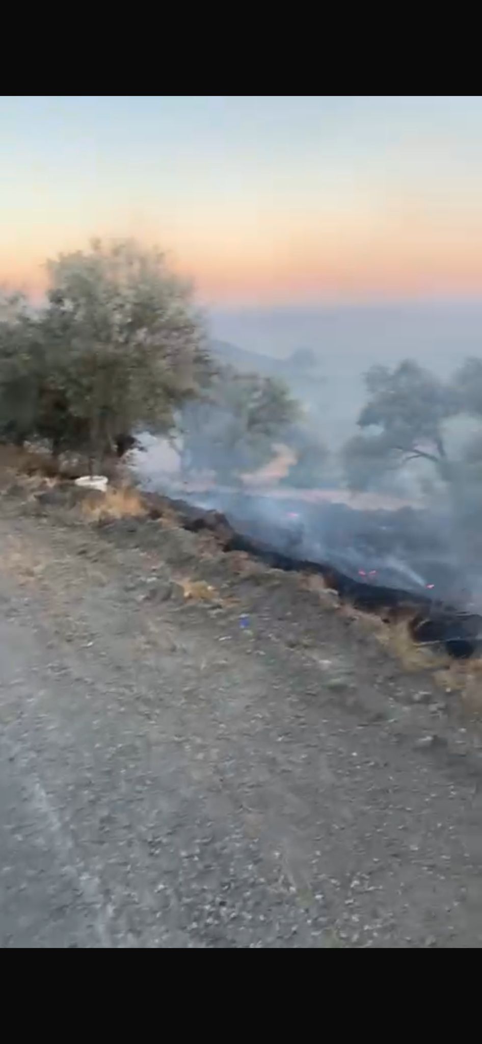 Datça Mesudiye Mahallesi’nde Ağaçlık Alanda Yangın