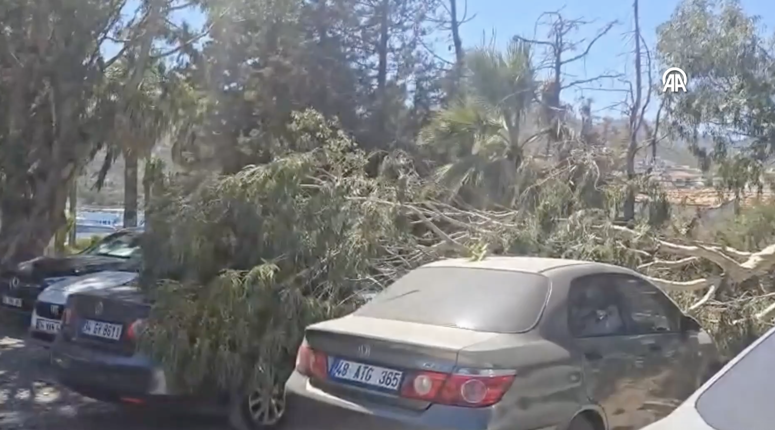 Datça'da Devrilen Ağaç Dalları 2 Araca Zarar Verdi