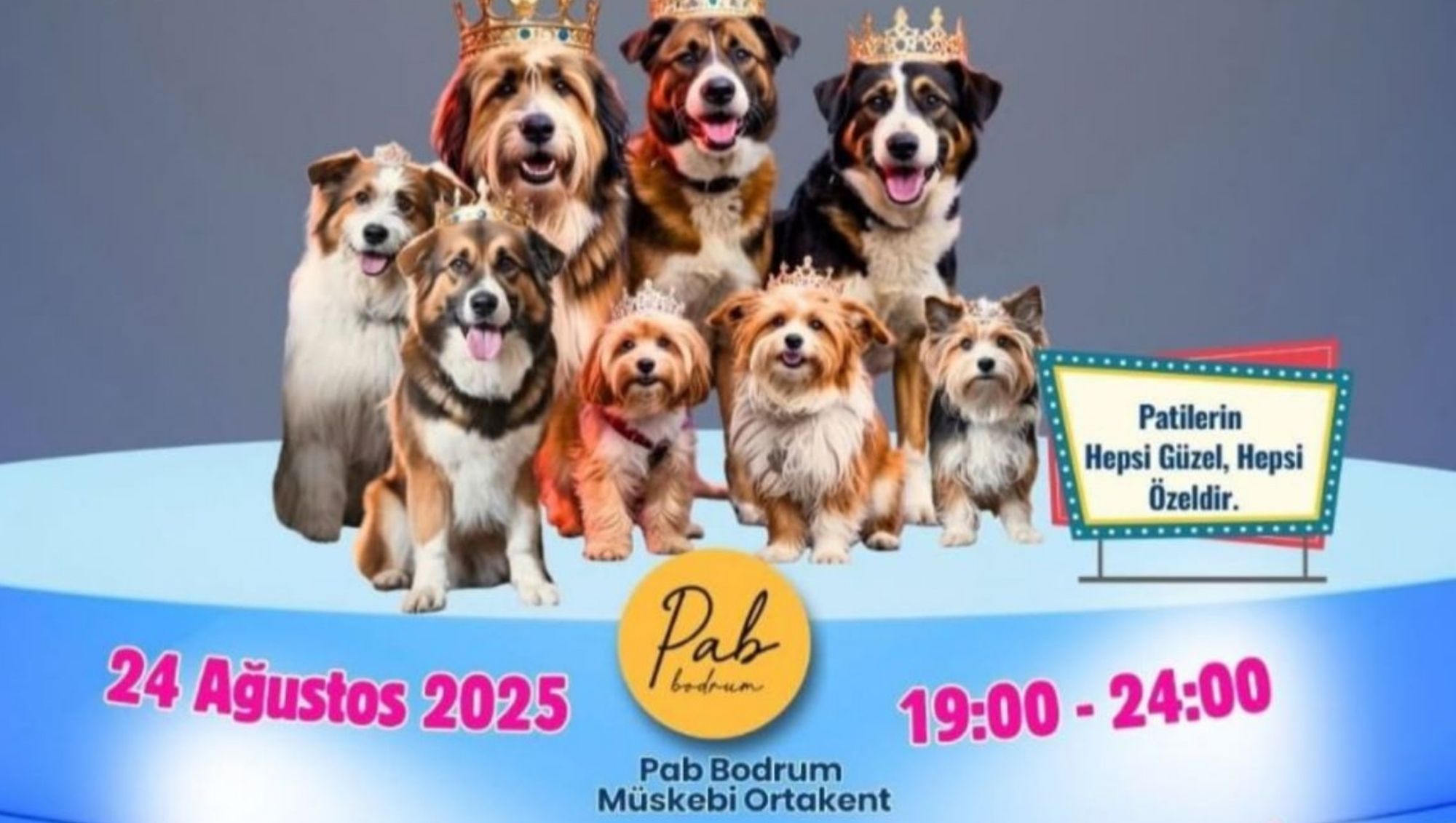 Bodrum’da Köpekler Hem Yarışıyor Hem Umut Oluyor