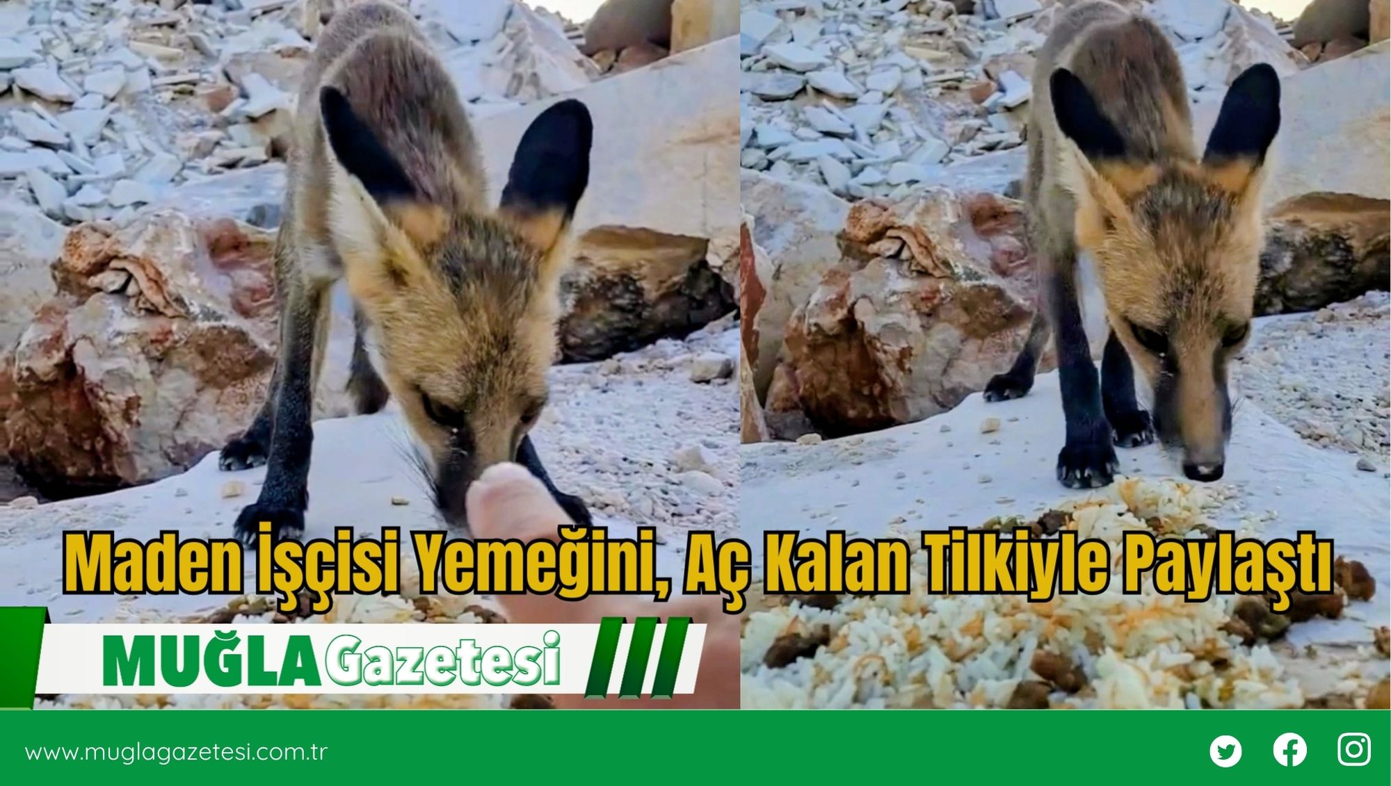 Maden İşçisi Yemeğini, Aç Kalan Tilkiyle Paylaştı