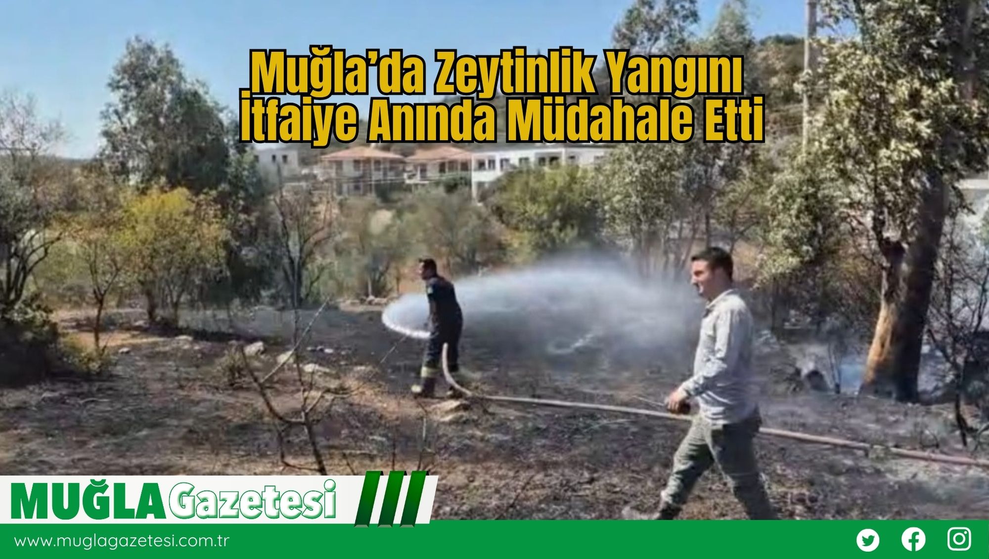 Muğla’da Zeytinlik Yangını: İtfaiye Anında Müdahale Etti