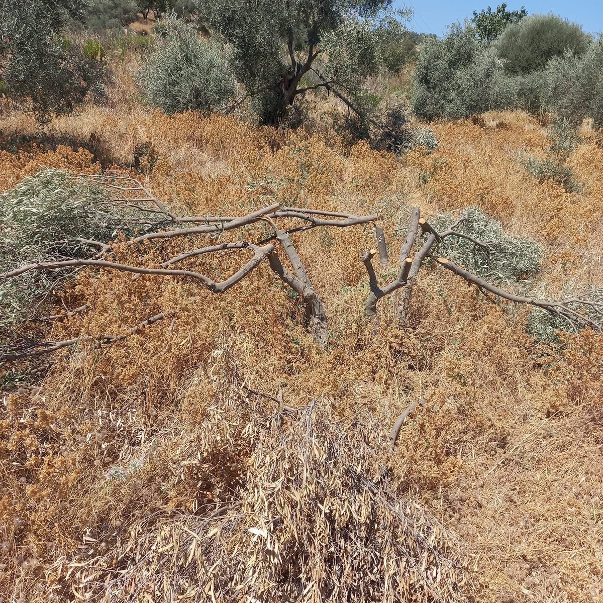 Muğla'da Zeytin Ağaçları Kimliği Belirsiz Kişilerce Kesilen Vatandaş Şokta