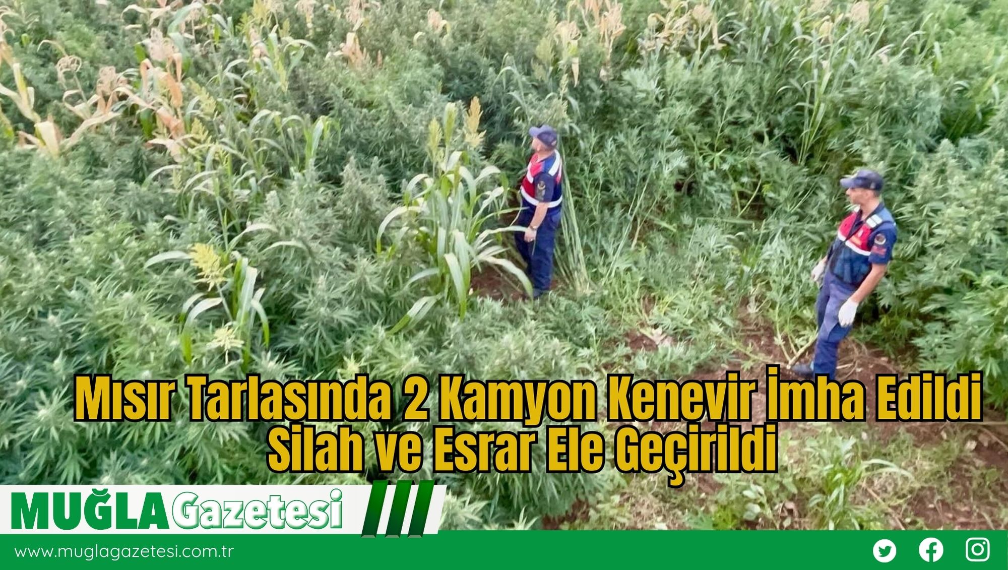 Mısır Tarlasında 2 Kamyon Kenevir İmha Edildi: Silah ve Esrar Ele Geçirildi