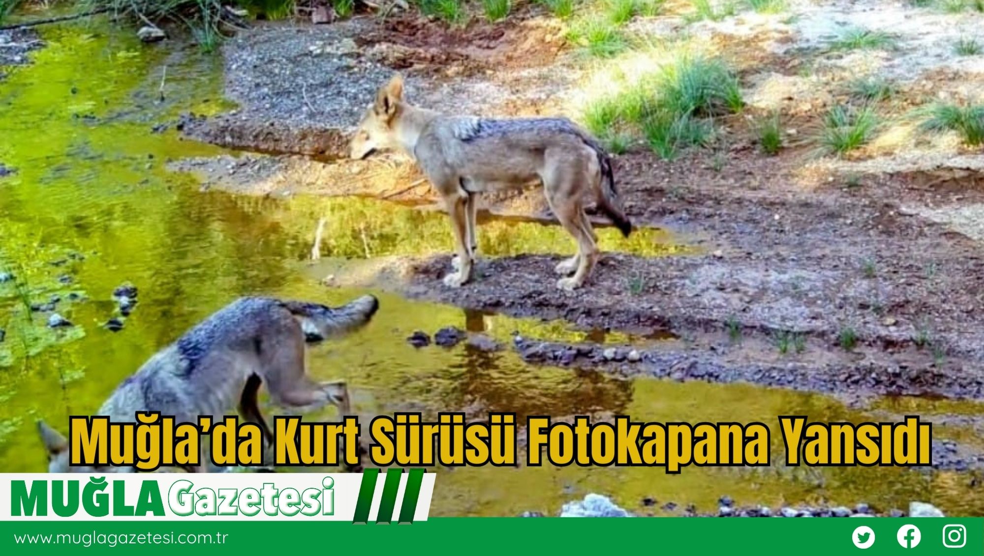 Muğla’da Kurt Sürüsü Fotokapana Yansıdı