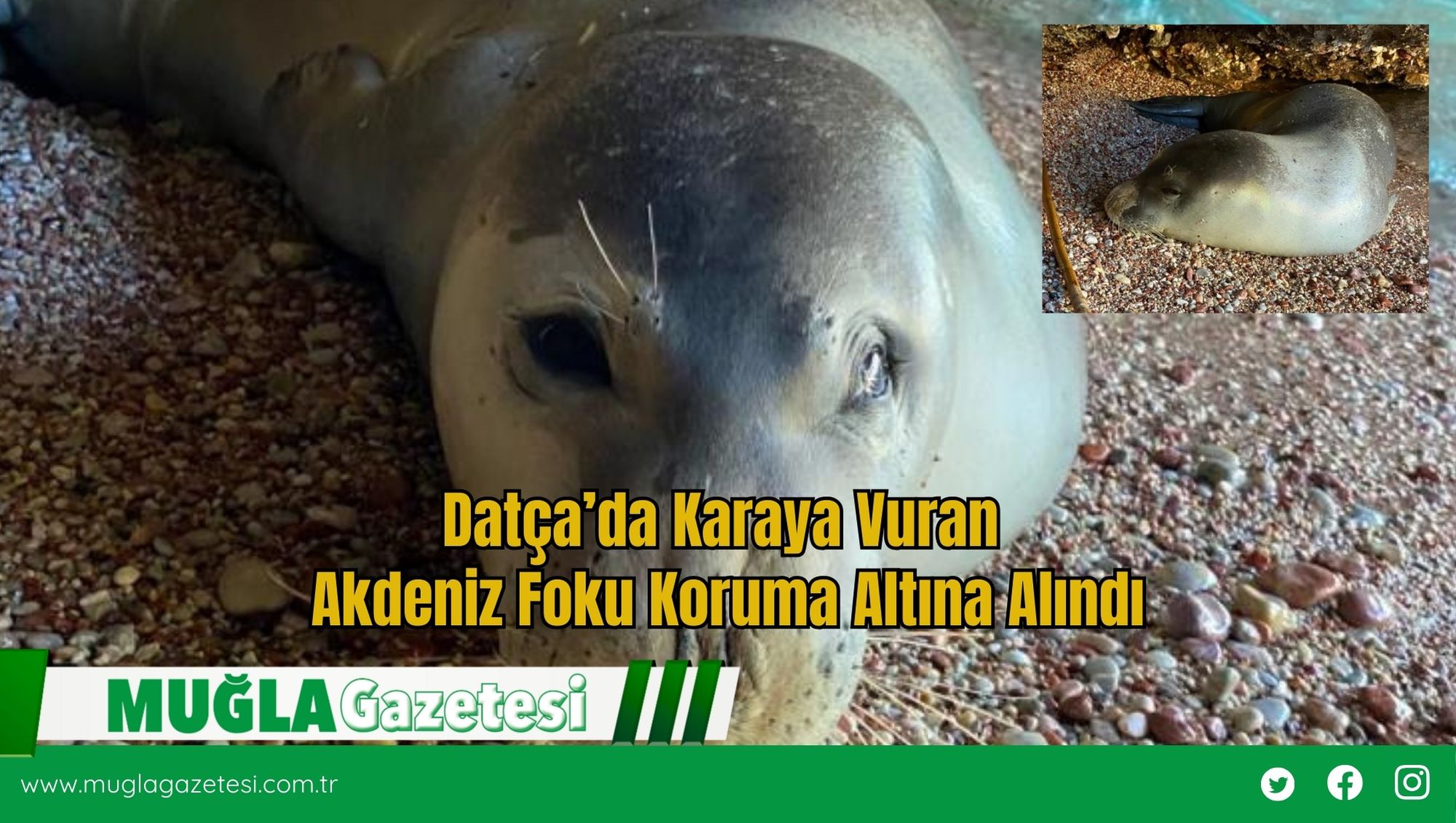 Datça’da Karaya Vuran Akdeniz Foku Koruma Altına Alındı