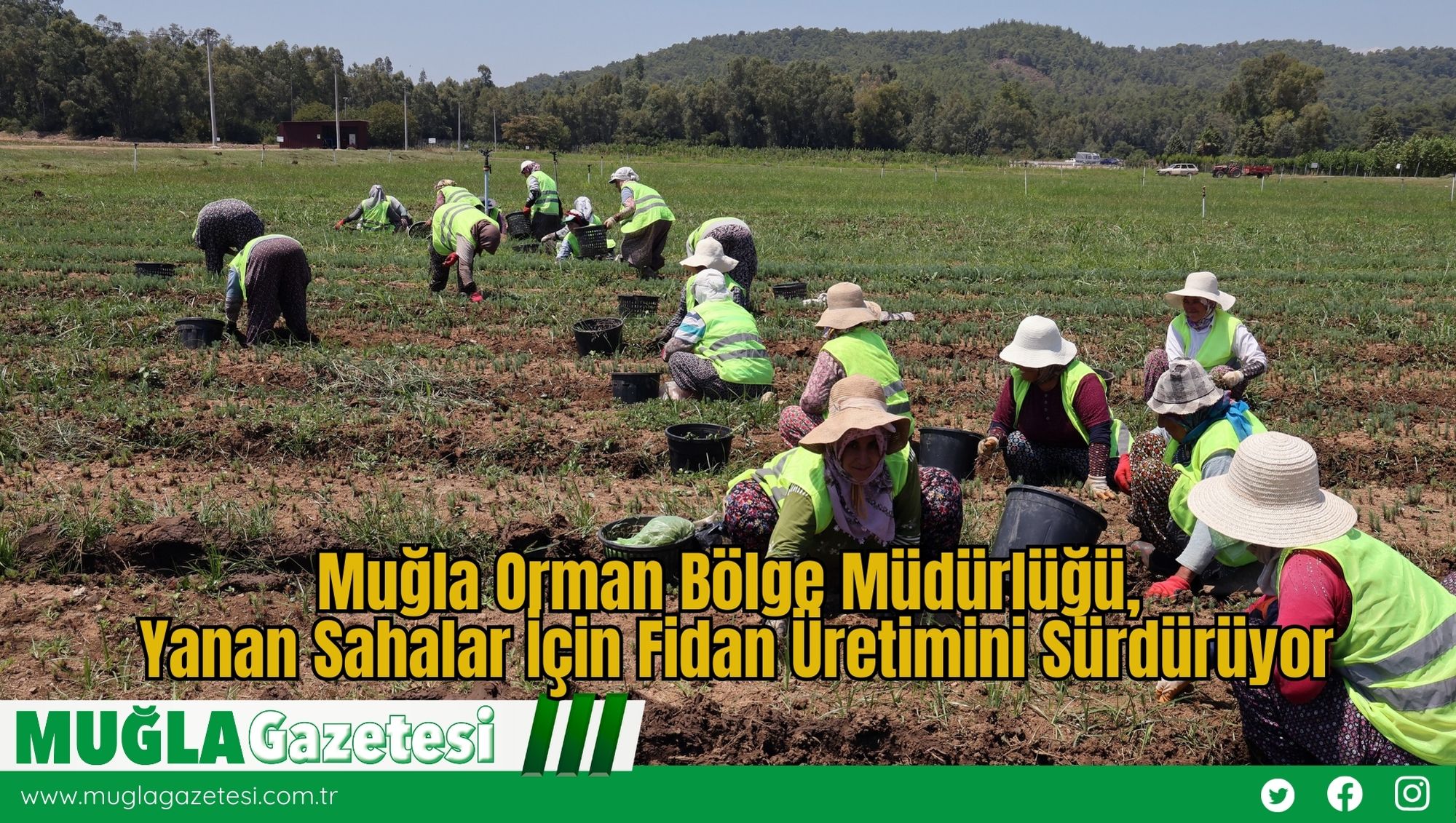 Muğla Orman Bölge Müdürlüğü, Yanan Sahalar İçin Fidan Üretimini Sürdürüyor