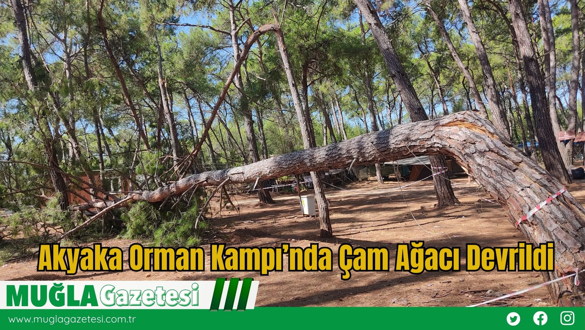 Akyaka Orman Kampı’nda Çam Ağacı Devrildi