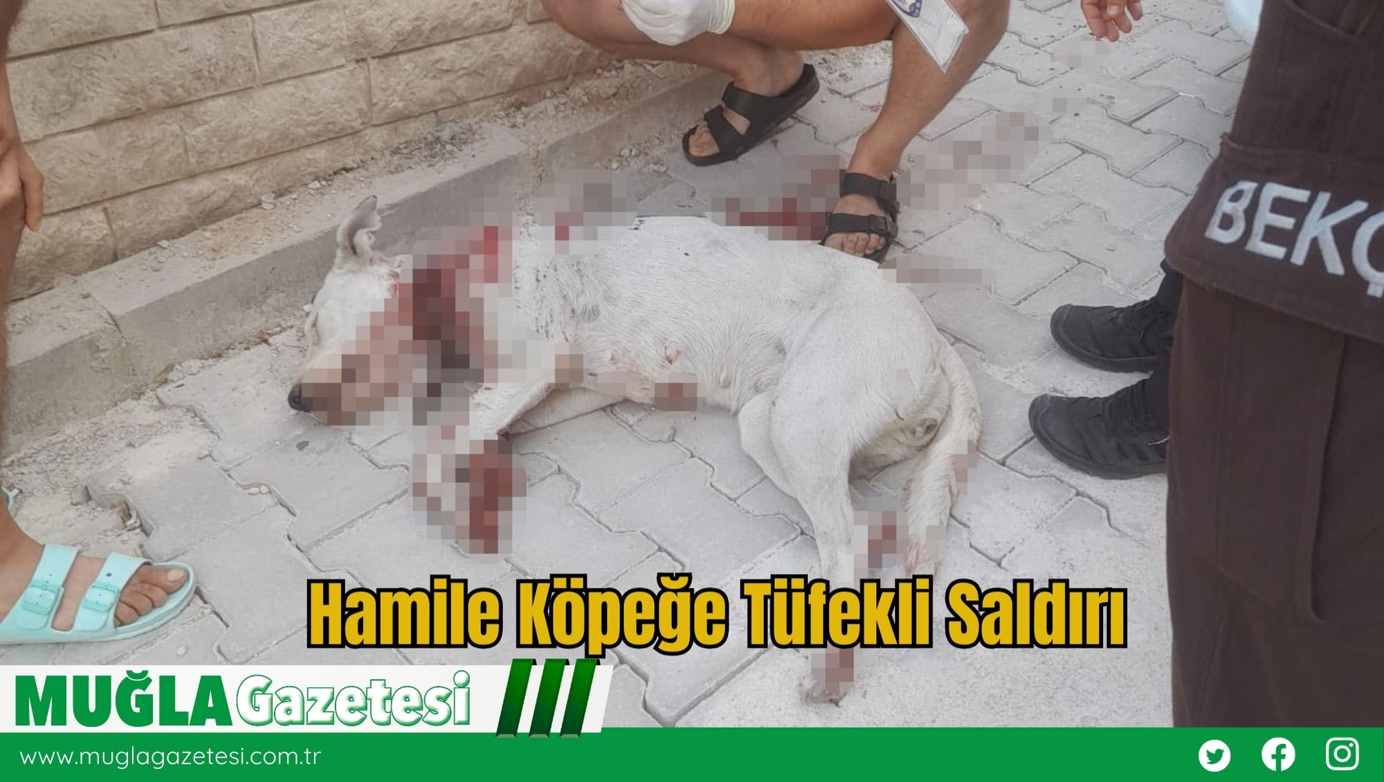 Hamile Köpeğe Tüfekli Saldırı
