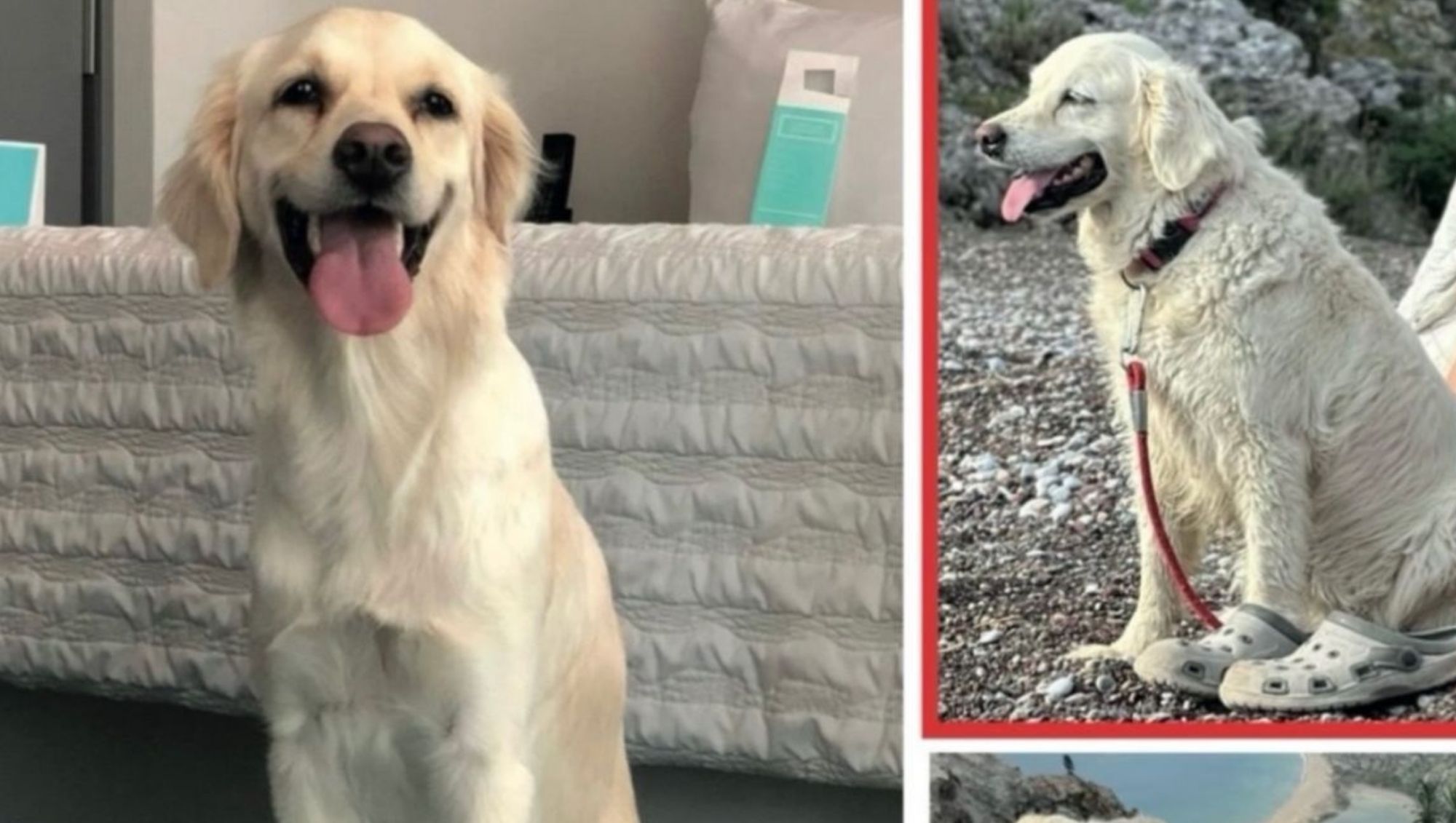 Dalyan’da Golden Retriever Köpek Kayboldu: Hermione’yi Bulana Ödül Var