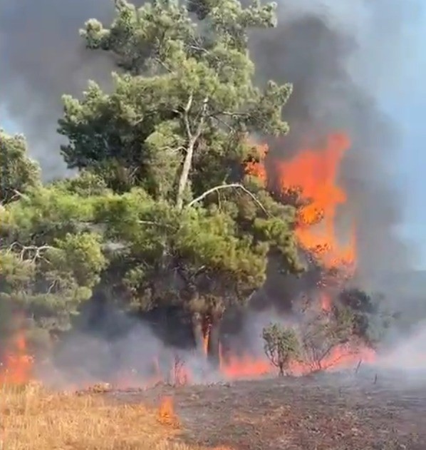 Köyceğiz’de Kuşun Enerji Hattına Çarpması Orman Yangınına Yol Açtı