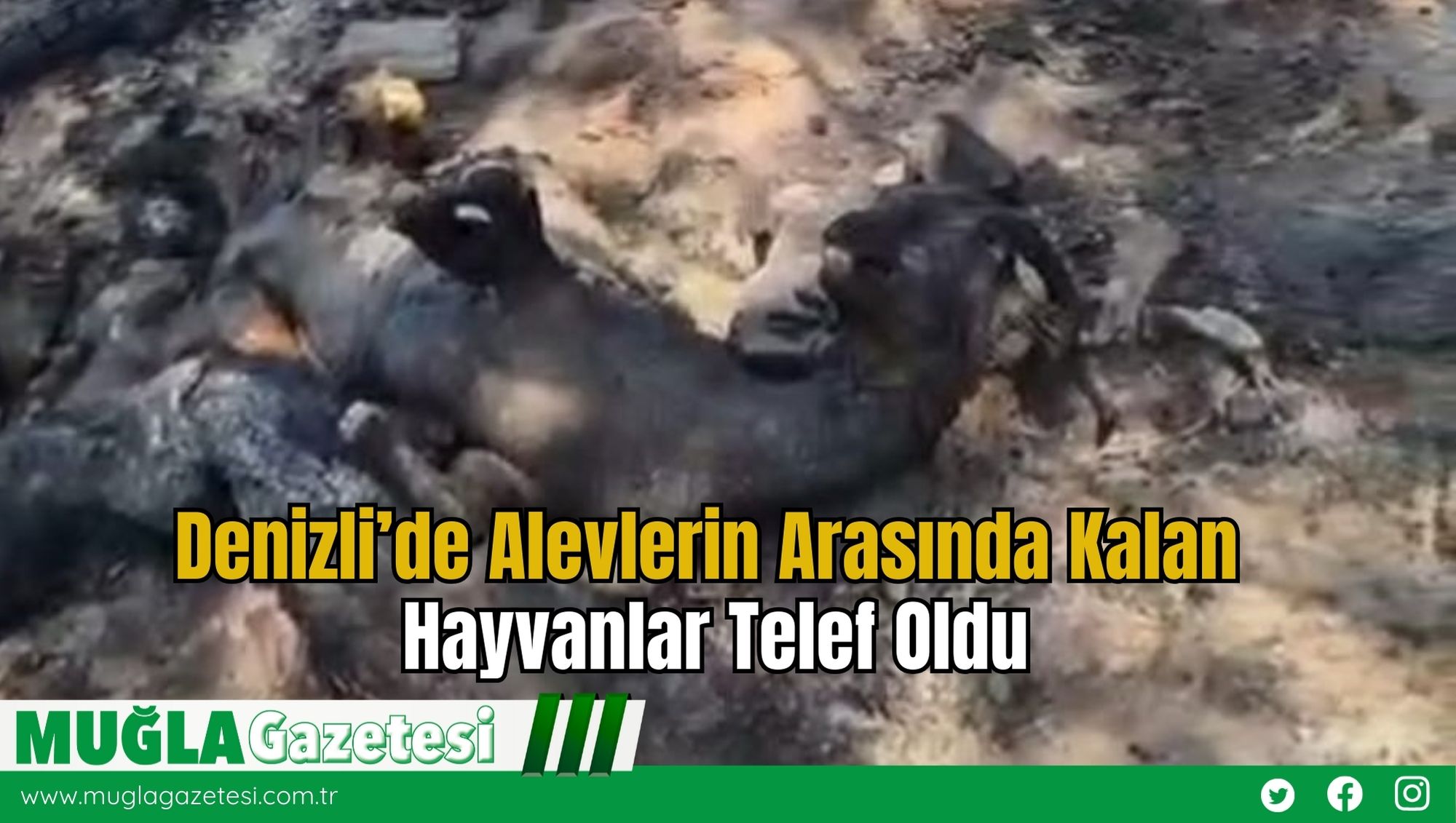 Denizli’de Alevlerin Arasında Kalan Hayvanlar Telef Oldu
