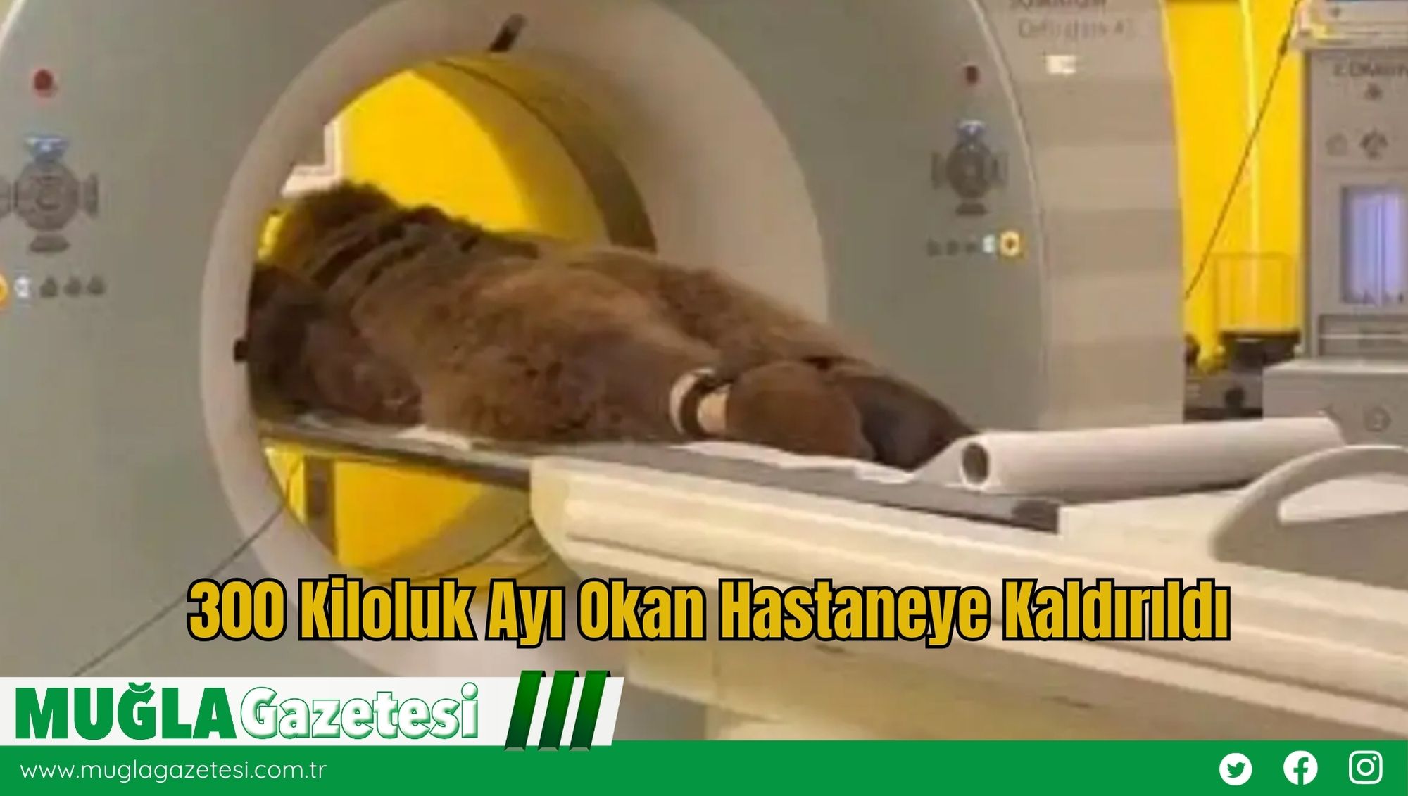300 Kiloluk Ayı Okan Hastaneye Kaldırıldı