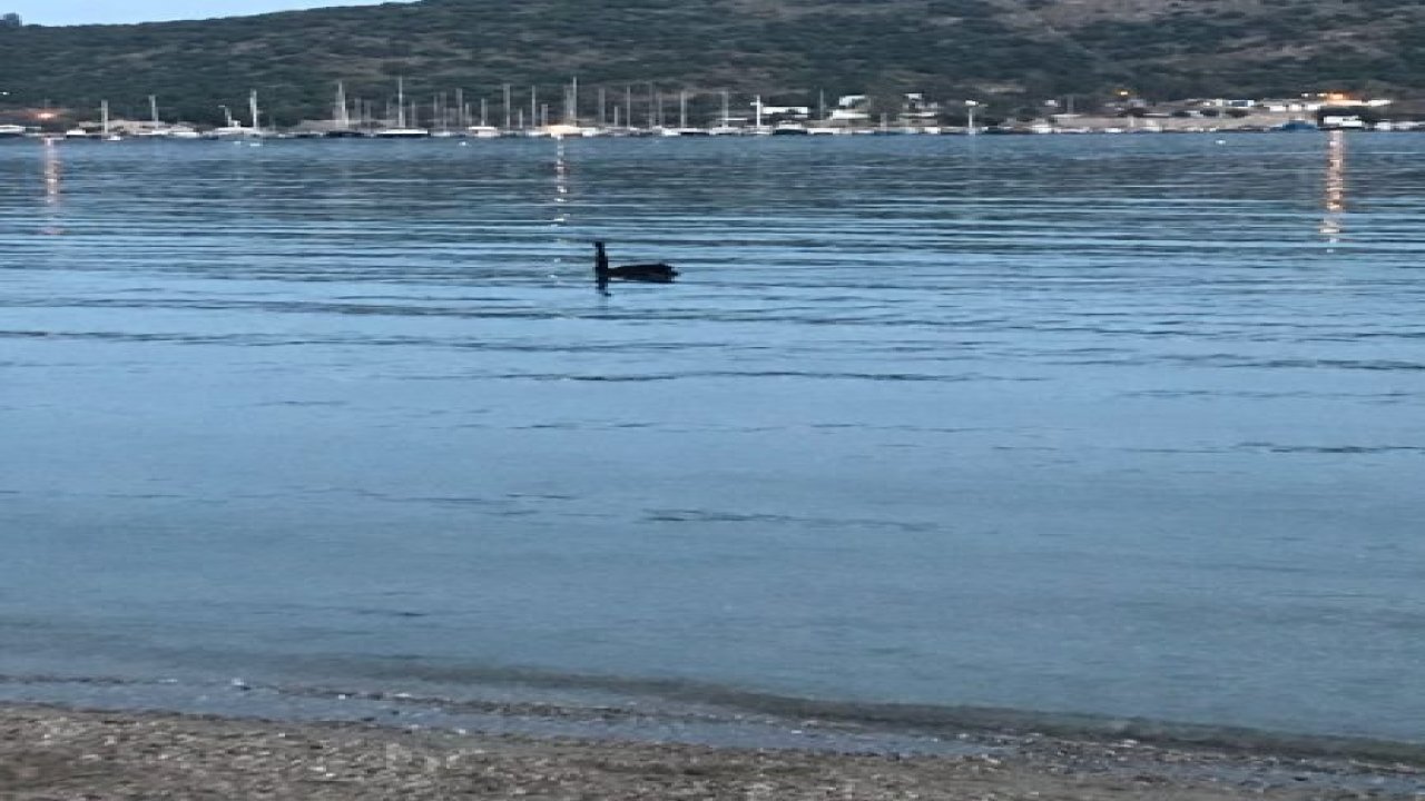 Siyah kuğu görenleri şok etti